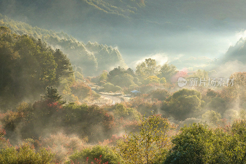 在Injae vh545的秘密花园